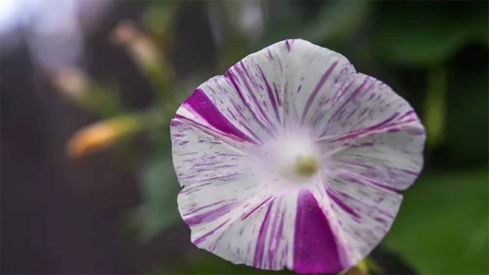 گل راه راه نیلوفر شکوهمند