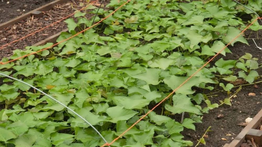 مزرعه سیب زمینی شیرین تزئینی