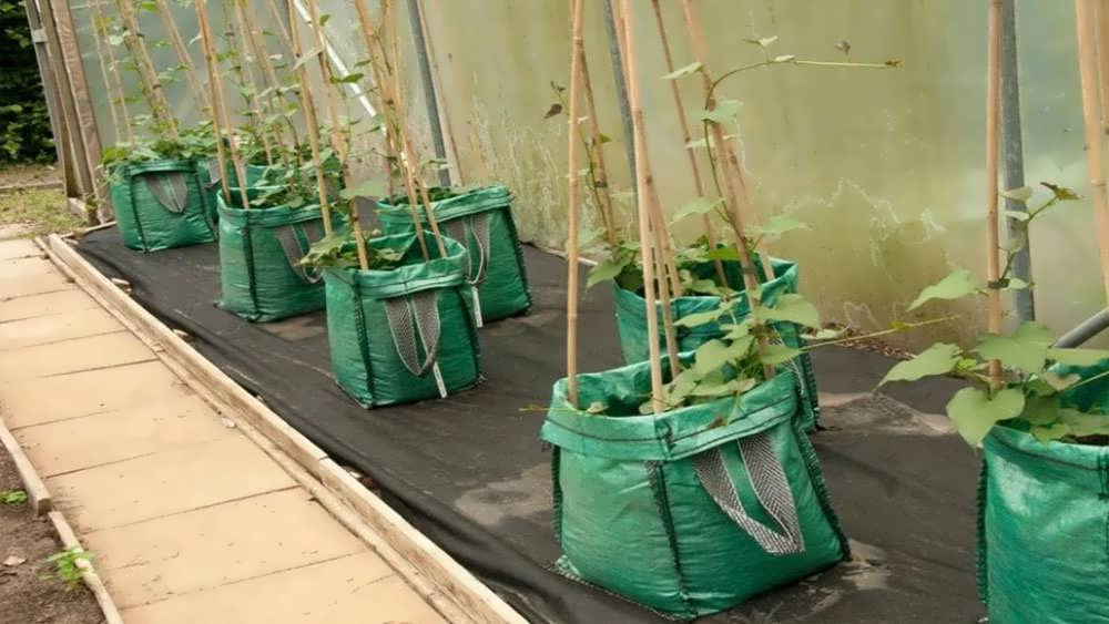 نشاهای سیب زمینی شیرین تزئینی