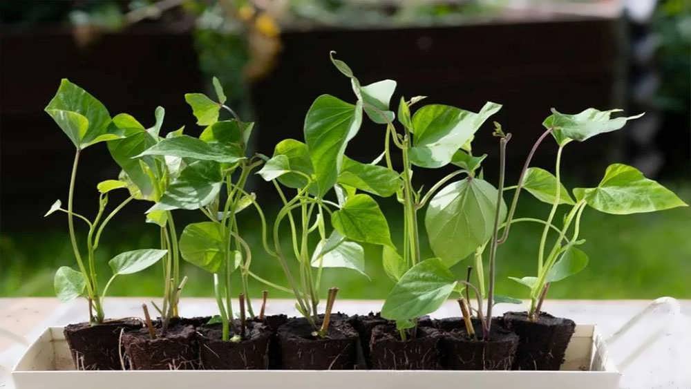 نشا سیب زمینی شیرین