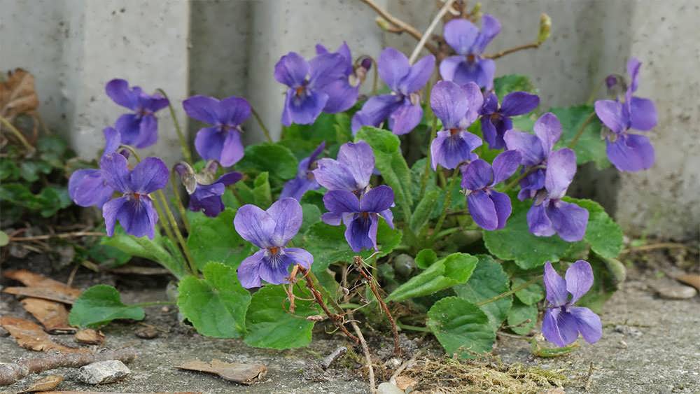 برگ های بنفشه معطر