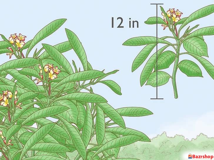 راهنمای اندازه و ضخامت قلمه ساقه پلومریا
