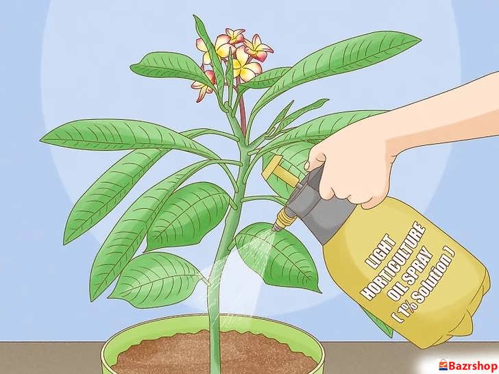 استفاده از اسپری روغن باغبانی سبک برای درمان پلومریای آلوده به کنه یا شپشک