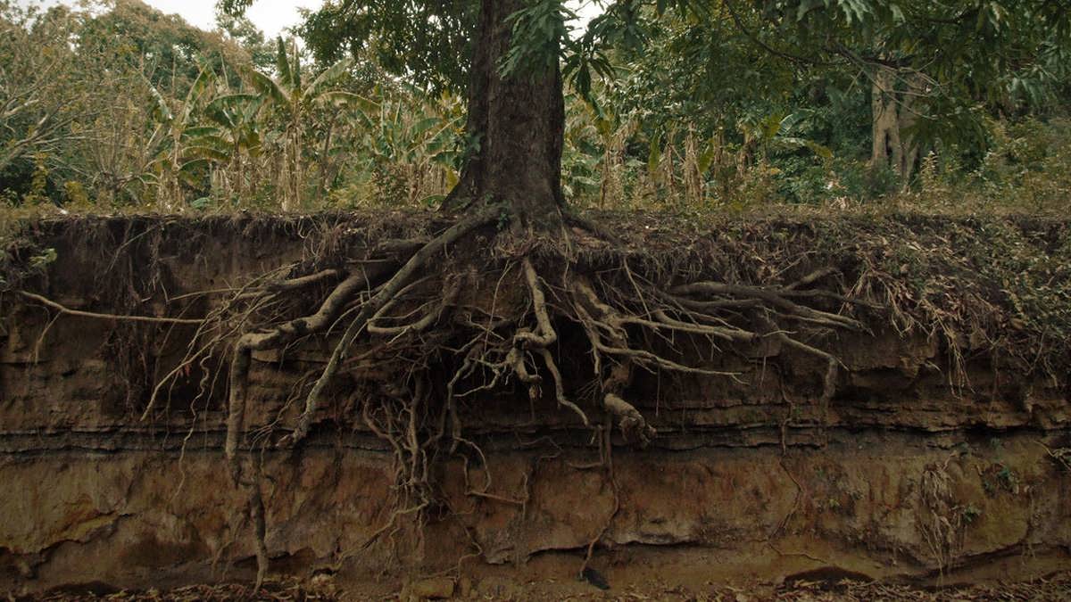 از بین بردن ریشه درخت قطع شده