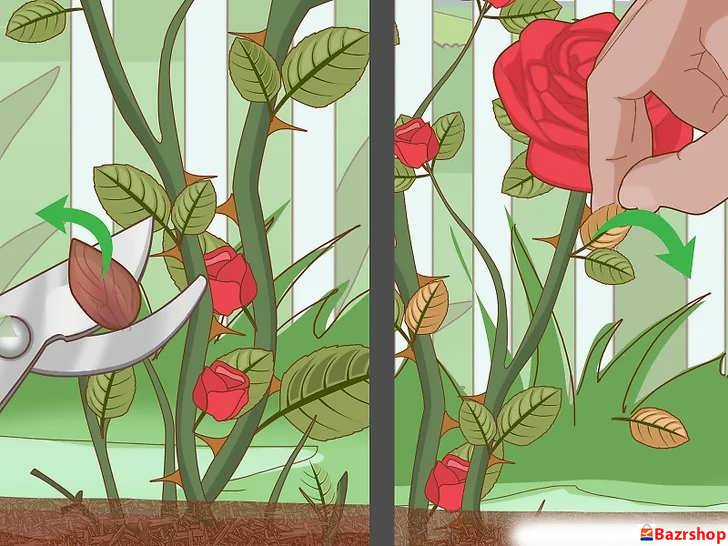 بوته ها را هرس ملایم کنید، نه اینکه آن ها را شدید کوتاه کنید