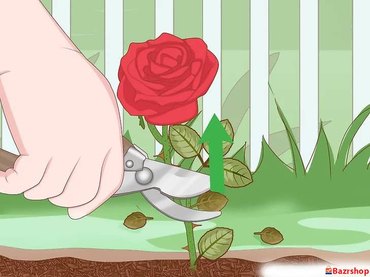 حذف برگ های مرده