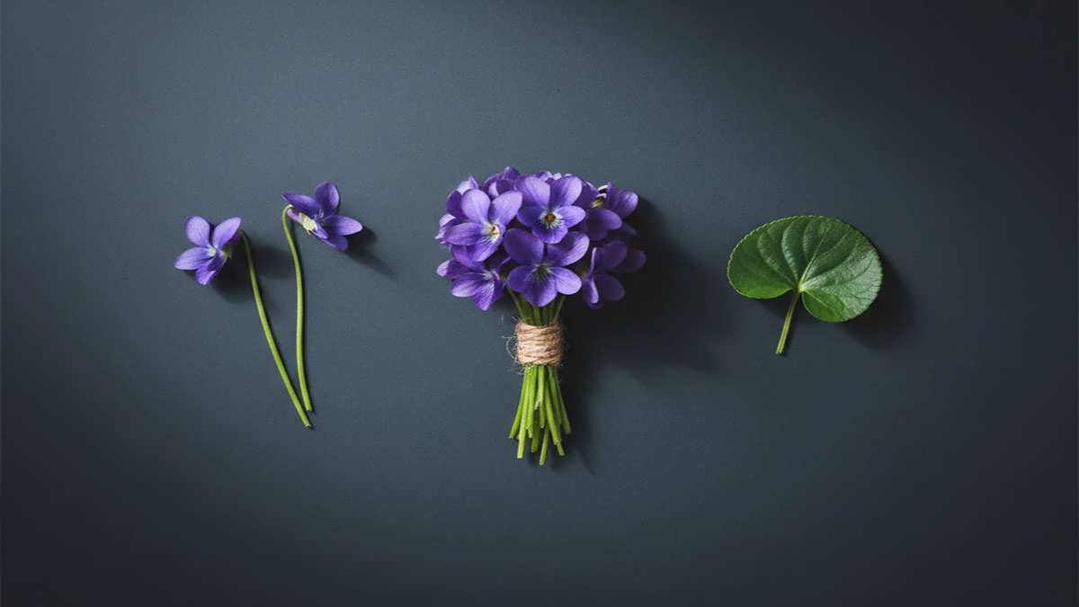 پس زمینه بنفشه