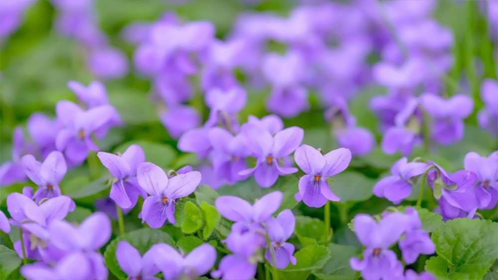 رویشگاه گل بنفشه