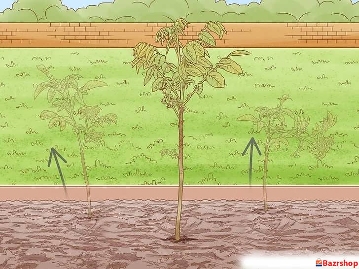 تنک کردن درختان