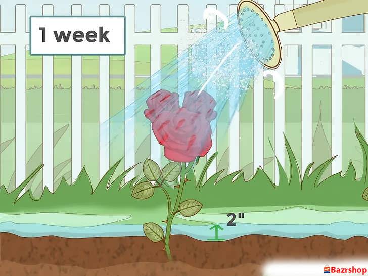 آبیاری صحیح صبحگاهی