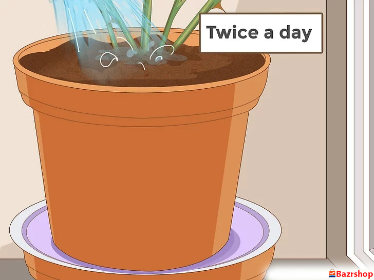 اگر خاک خشک بود، رزهای خود را یک یا دو بار در روز آبیاری کنید