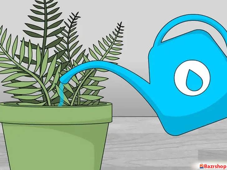 وقتی خاک خشک بود آبیاری کنید