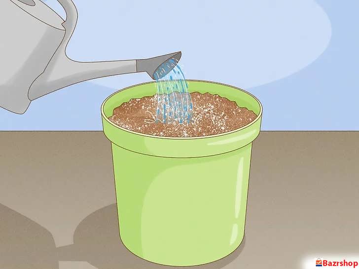 آبیاری و مرطوب کردن مخلوط خاک و پرلیت قبل از قرار دادن قلمه پلومریا