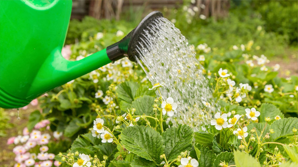 آبیاری توت فرنگی