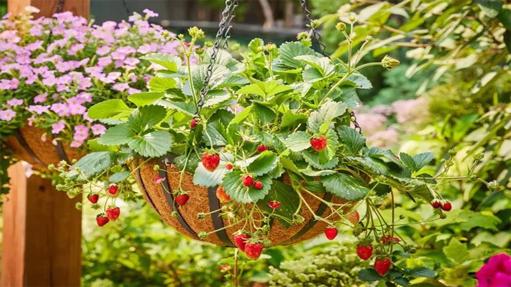 توت فرنگی در سبد آویز