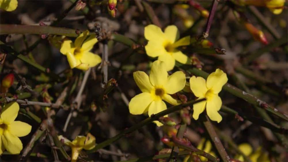 یاس زمستانه