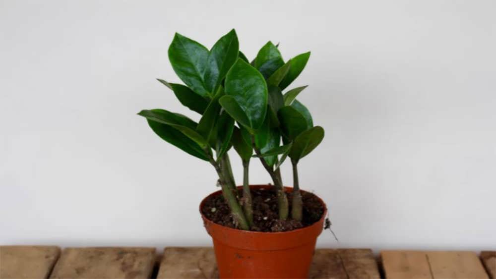 زامیفولیا جوان در گلدان