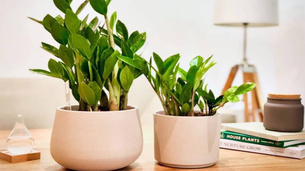 زامیفولیا در گلدان