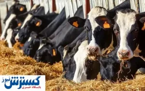 چراغ سبز کشور عربی به واردات دام از ایران