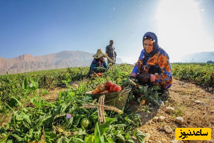 خلاقیت تحسین‌برانگیز و خنده‌دار"کشاورز تبریزی" در پیوند زدن درخت گردو حماسه ساز شد/ میگن کاندیدای بهترین کشاورز قرن ایشونن🤣