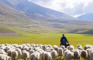 خلاقیت خنده دار چوپان خوش ذوق با طراحی صندلی چرخ دار برای الاغ حماسه آفرید +عکس/هنر نزد ایرانیان است و بس