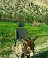  پالان خر